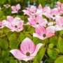 Grootbloemige Japanse kornoelje roze detail